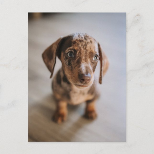 Postal Animales Bebés más Lindos | Cachorro de Dachshund  (Anverso)