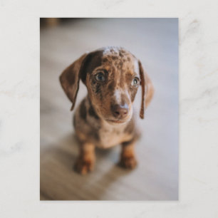 Postal Animales Bebés más Lindos   Cachorro de Dachshund 