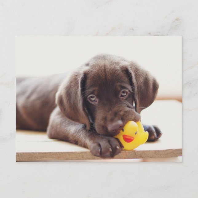 Postal Animales Bebés Más Lindos | Cachorro de Labrador d (Anverso)