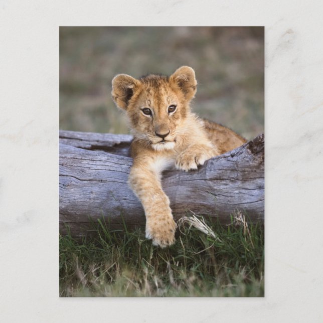 Postal Animales Bebés más Lindos | Cachorro de León Adora (Anverso)