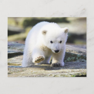 Postal Animales Bebés Más Lindos   Cachorro de Oso Polar
