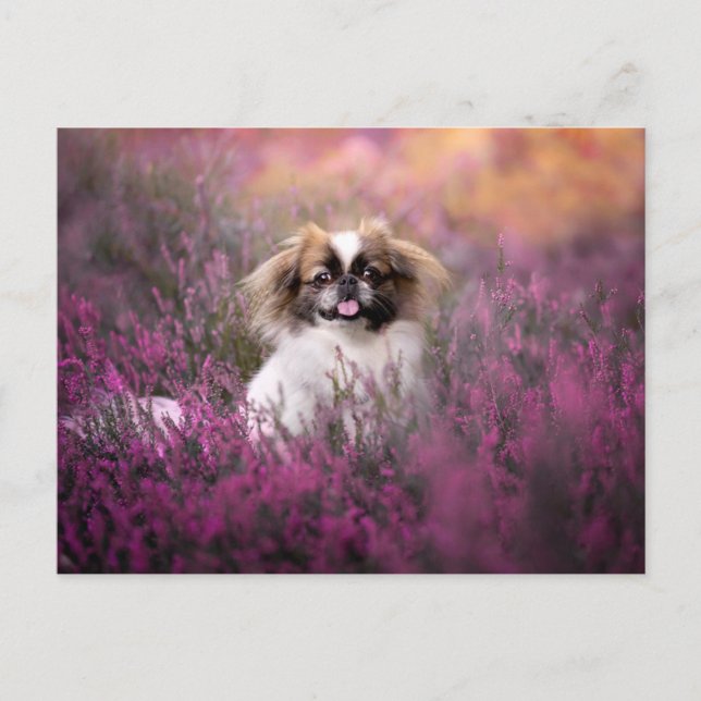Postal Animales Bebés más Lindos | Cachorro de Pekinés (Anverso)