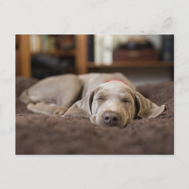 Postal Animales Bebés Más Lindos | Cachorro de Weimaraner (Anverso)