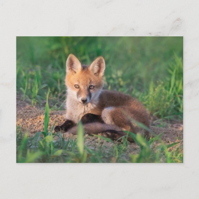 Postal Animales Bebés Más Lindos | Cachorro de Zorro Rojo (Anverso)
