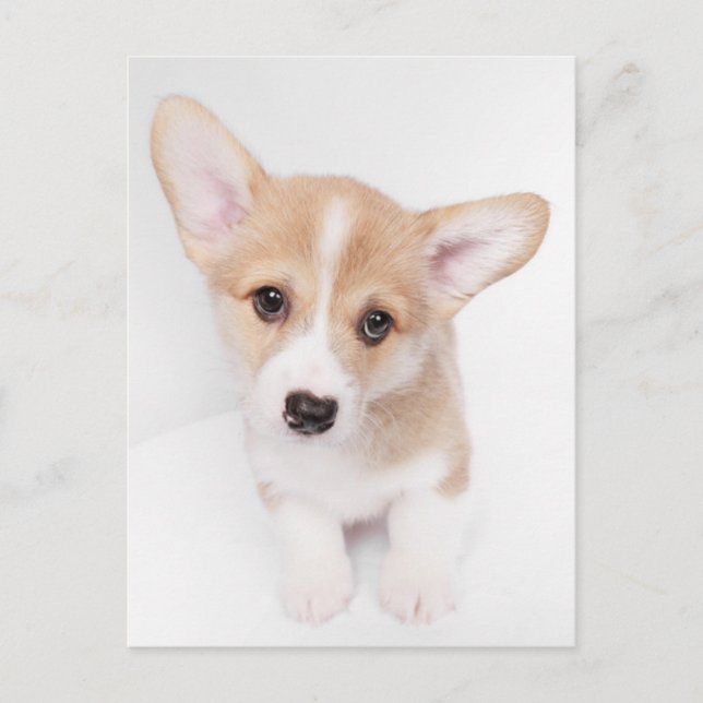 Postal Animales Bebés más Lindos | Cachorro Joven de Corg (Anverso)