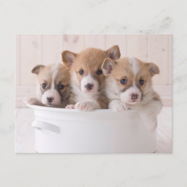 Postal Animales Bebés más Lindos | Cachorros de Corgi Ado (Anverso)