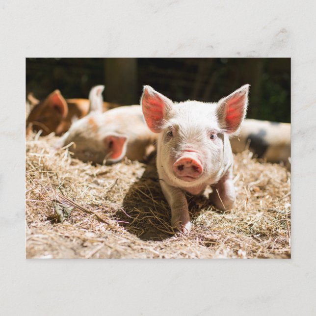Postal Animales Bebés Más Lindos | Cerdito Bebé Adorable (Anverso)