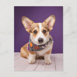 Postal Animales Bebés más Lindos   Corgi de Halloween