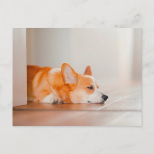 Postal Animales Bebés Más Lindos   Corgi Durmiendo