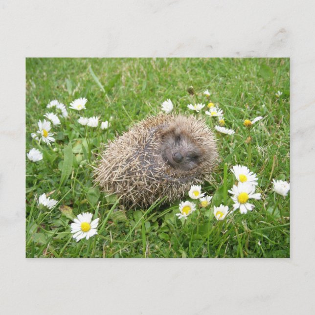 Postal Animales Bebés Más Lindos | Erizo Español (Anverso)