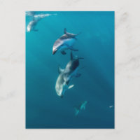 Animales Bebés Más Lindos | Familia de delfines