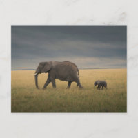 Animales Bebés más Lindos | Familia de Elefantes A