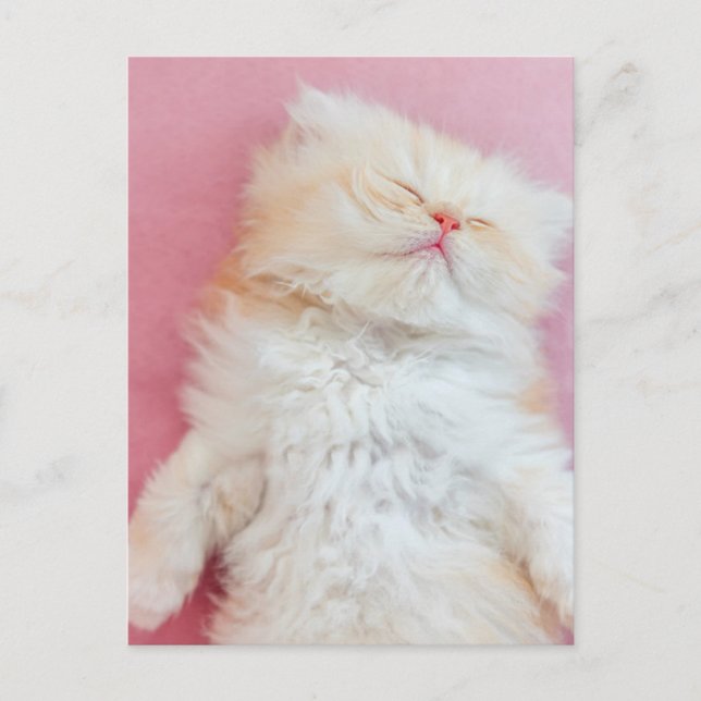 Postal Animales Bebés Más Lindos | Gatito Adorable Durmie (Anverso)