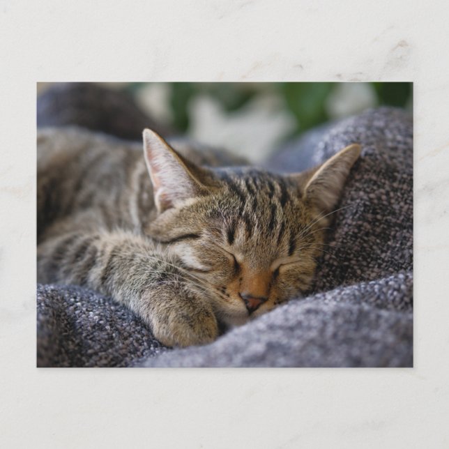 Postal Animales Bebés Más Lindos | Gatito Atigrado Durmie (Anverso)
