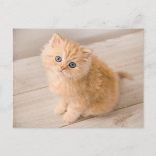 Postal Animales Bebés más Lindos   Gatito British Longhai