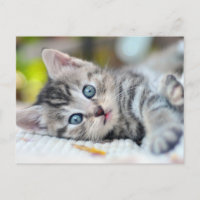 Animales Bebés Más Lindos | Gatito Con Ojos Azules