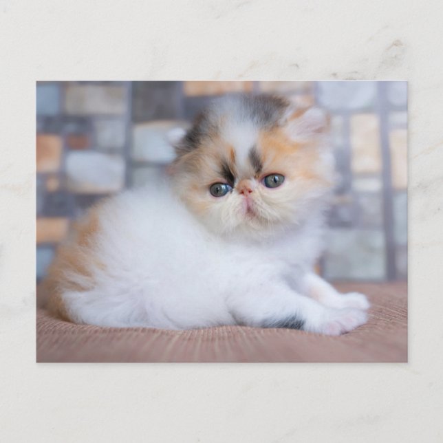 Postal Animales Bebés Más Lindos | Gatito Persa Calico (Anverso)