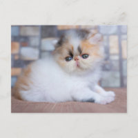 Animales Bebés Más Lindos | Gatito Persa Calico