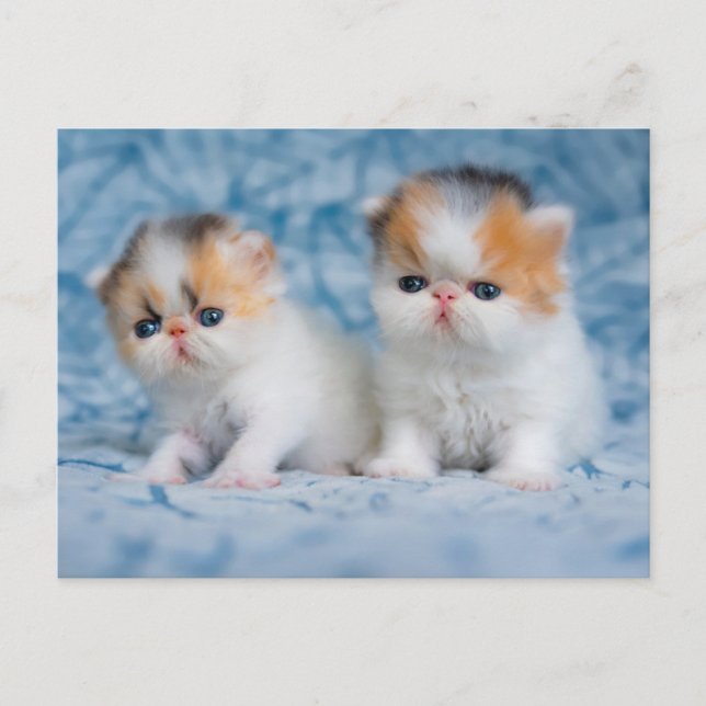 Postal Animales Bebés Más Lindos | Gatito Persa Calico (Anverso)
