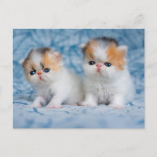Postal Animales Bebés Más Lindos   Gatito Persa Calico