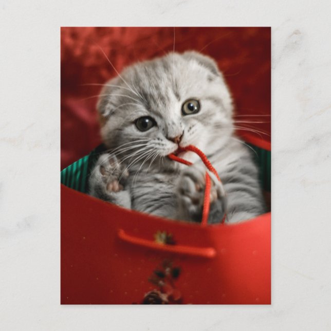 Postal Animales Bebés más Lindos | Gatito Scottish Fold (Anverso)