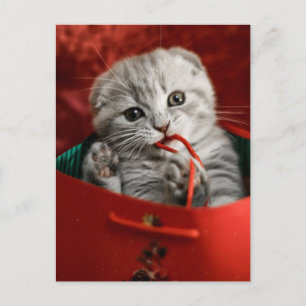 Postal Animales Bebés más Lindos   Gatito Scottish Fold