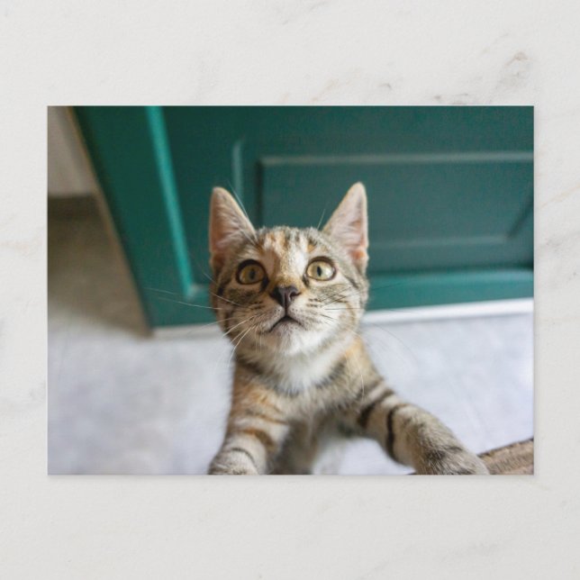Postal Animales Bebés Más Lindos | Gatito Tabby Adorable (Anverso)