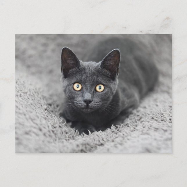 Postal Animales Bebés Más Lindos | Gato Gris (Anverso)