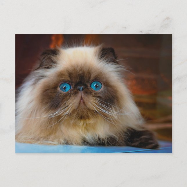 Postal Animales Bebés más Lindos | Gato Himalayo (Anverso)