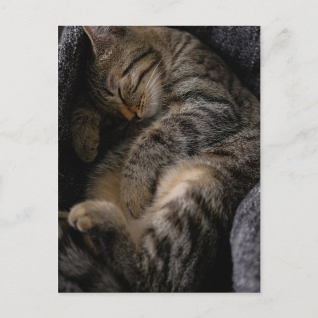 Postal Animales Bebés Más Lindos | Gato Tabby Durmiendo (Anverso)