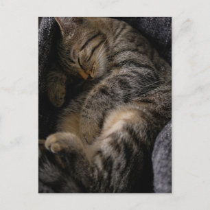 Postal Animales Bebés Más Lindos   Gato Tabby Durmiendo