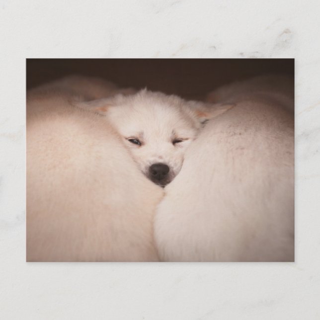Postal Animales Bebés Más Lindos | Golden Retriever Cariñ (Anverso)