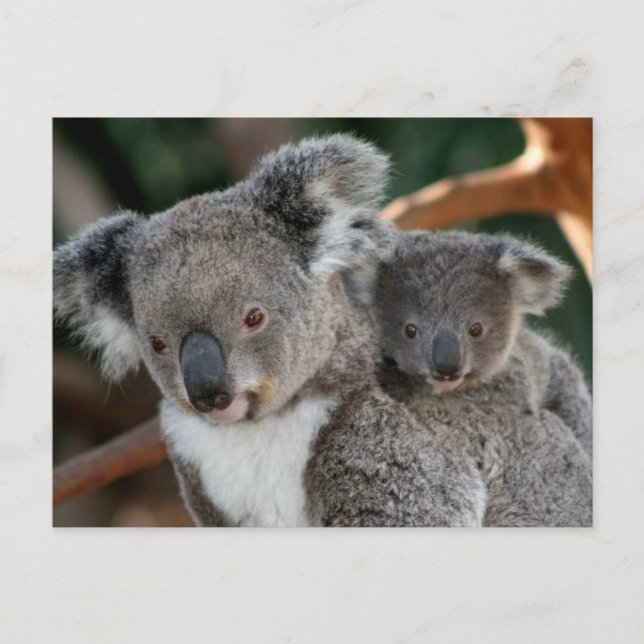 Postal Animales Bebés más Lindos | Koala y Joey (Anverso)