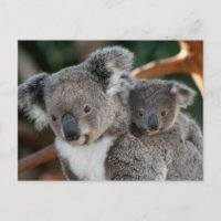 Animales Bebés más Lindos | Koala y Joey