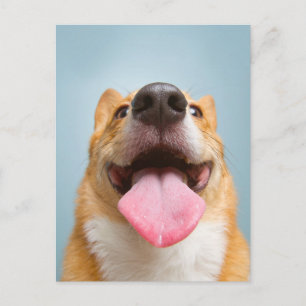 Postal Animales Bebés Más Lindos   Lengua de Corgi