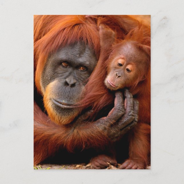 Postal Animales Bebés Más Lindos | Madre e Hijo Orangután (Anverso)