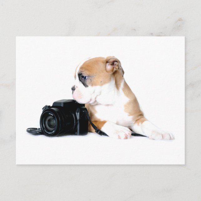 Postal Animales Bebés más Lindos | Old Tyme British Bulld (Anverso)