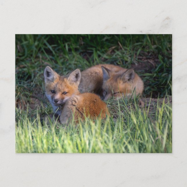 Postal Animales Bebés Más Lindos | Pareja de hermanos cac (Anverso)