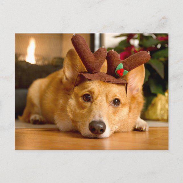 Postal Animales Bebés más Lindos | Reno Corgi de Navidad (Anverso)