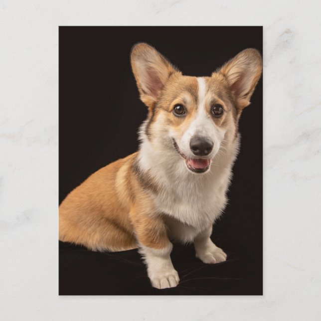 Postal Animales Bebés Más Lindos | Retrato de Corgi sobre (Anverso)