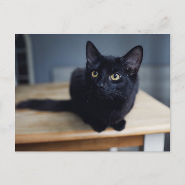 Postal Animales Bebés Más Lindos | Retrato de un Gato Neg (Anverso)