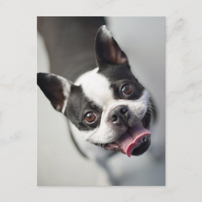 Postal Animales Bebés más Lindos | Sonrisa de Bulldog de  (Anverso)