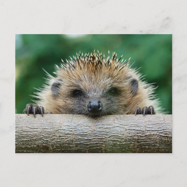 Postal Animales Bebés más Lindos | Sonrisa de Erizo (Anverso)