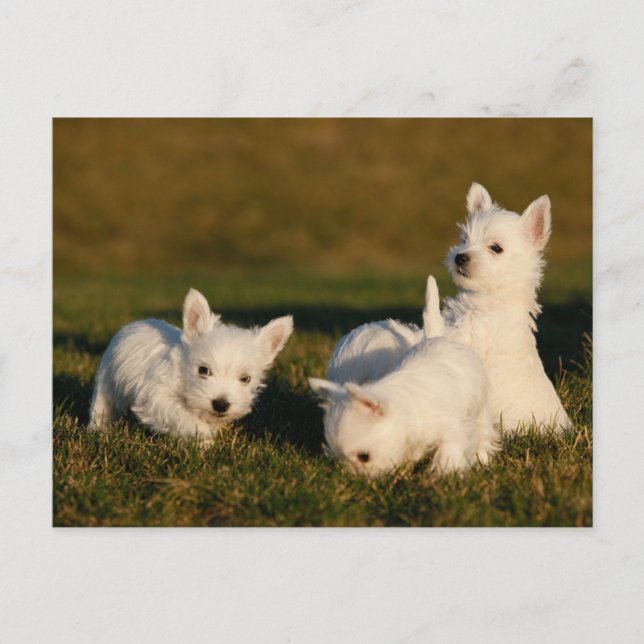 Postal Animales Bebés Más Lindos | Terriers Blancos de We (Anverso)