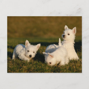 Postal Animales Bebés Más Lindos   Terriers Blancos de We
