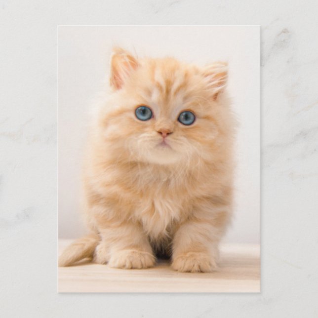 Postal Animales Bebés más Lindos | Un Gatito Británico de (Anverso)