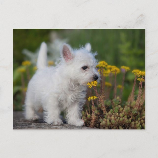 Postal Animales Bebés más Lindos | West Highland White Te (Anverso)
