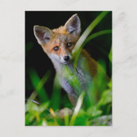 Animales Bebés Más Lindos | Zorro Rojo Bebé