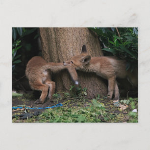 Postal Animales Bebés Más Lindos   Zorros Bebés Jugando