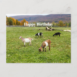Postal Animales Cabras Pastizal Vermont Foto Cumpleaños